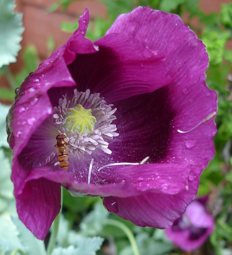 opium poppy with hoverfly
