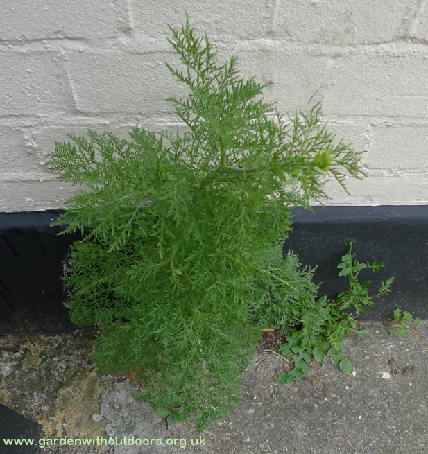 possible tansy