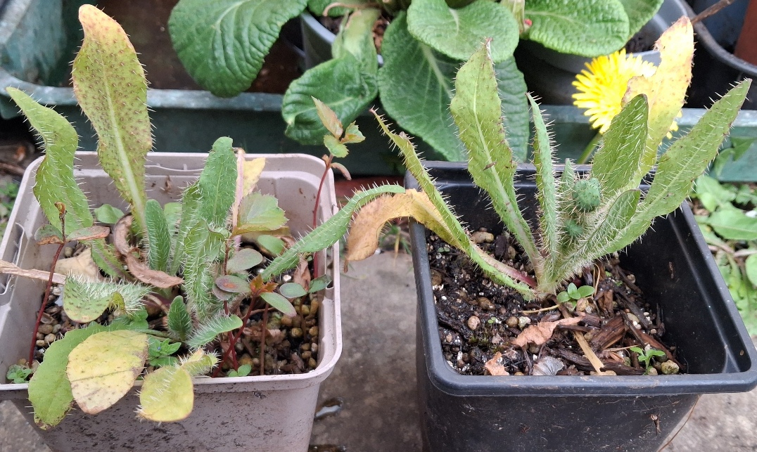 prickly blue poppy Meconopsis horridula