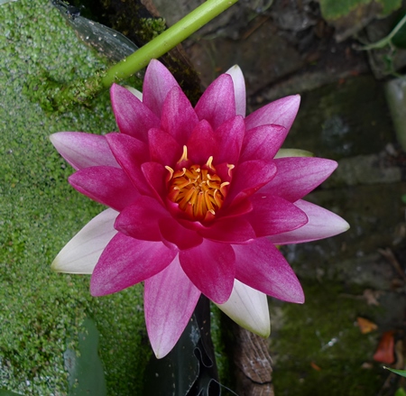 water lily 