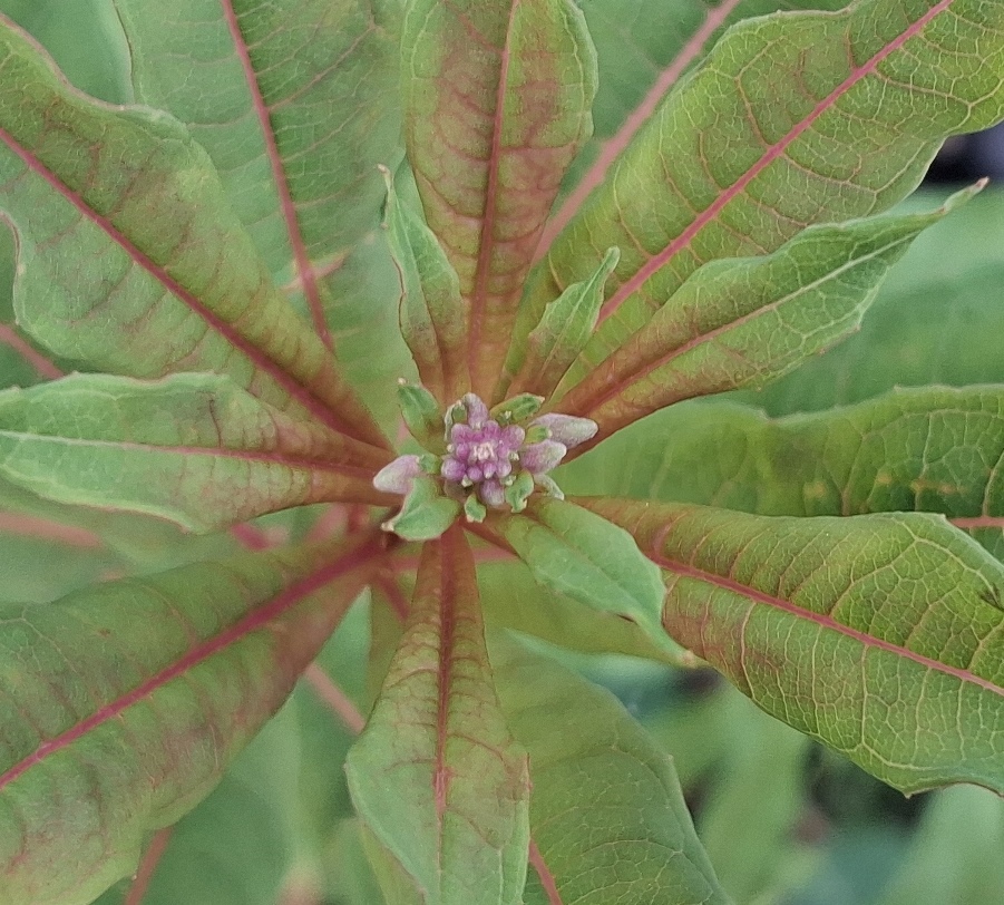 rosebay willowherb