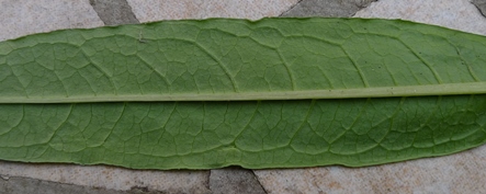 rosebay willowherb leaf underside