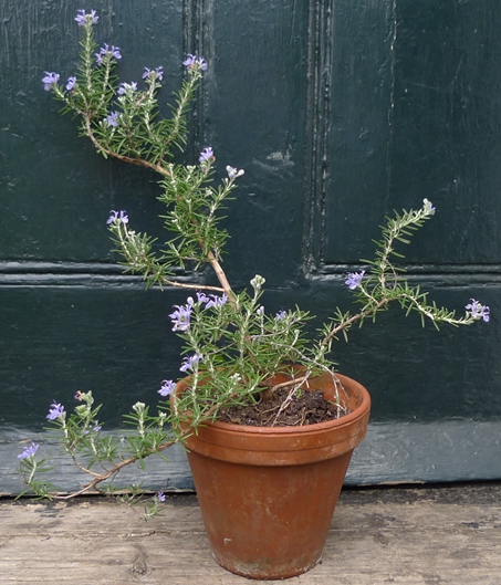 rosemary with flowers