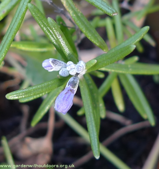 rosemary buds