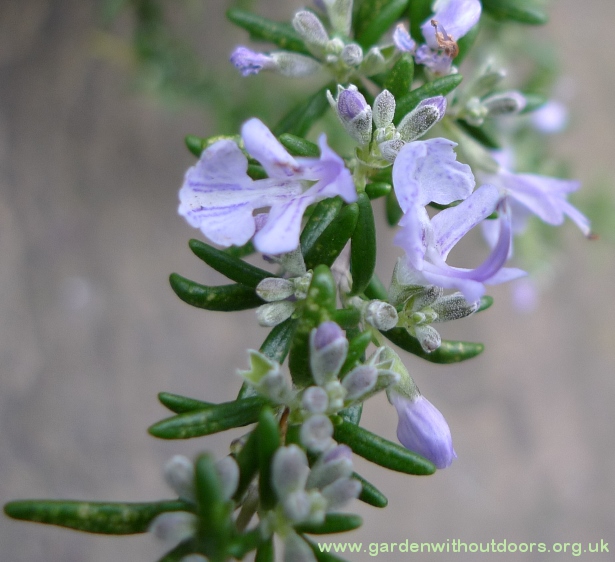 rosemary flowers and buds
