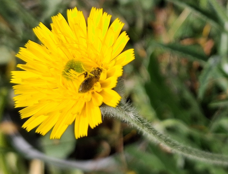 bee rough hawkbit