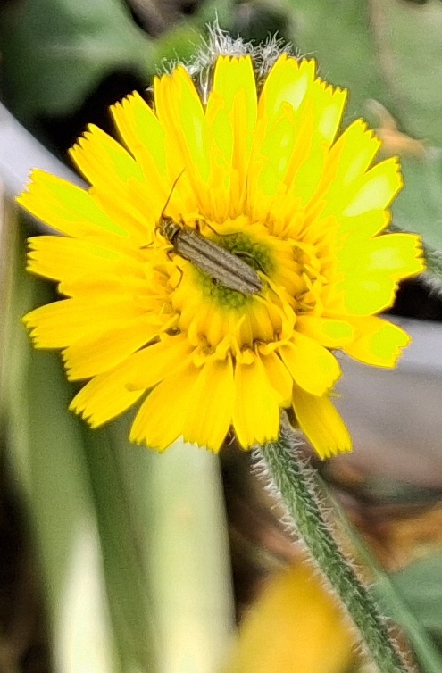beetle rough hawkbit