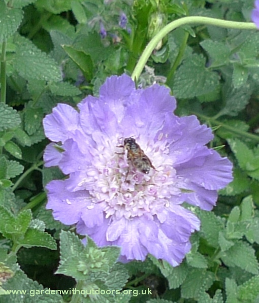 scabiosa perfection blue with bee
