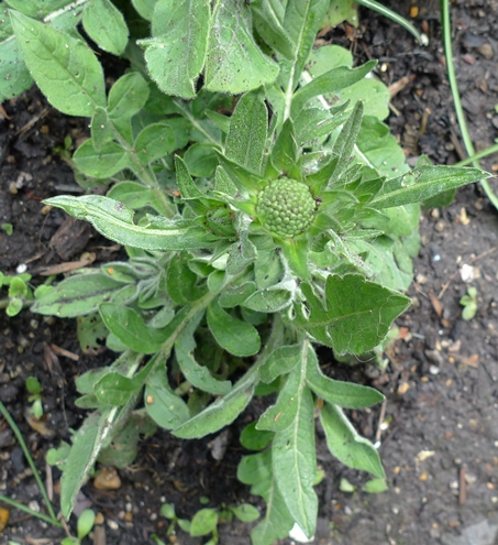 scabious buds