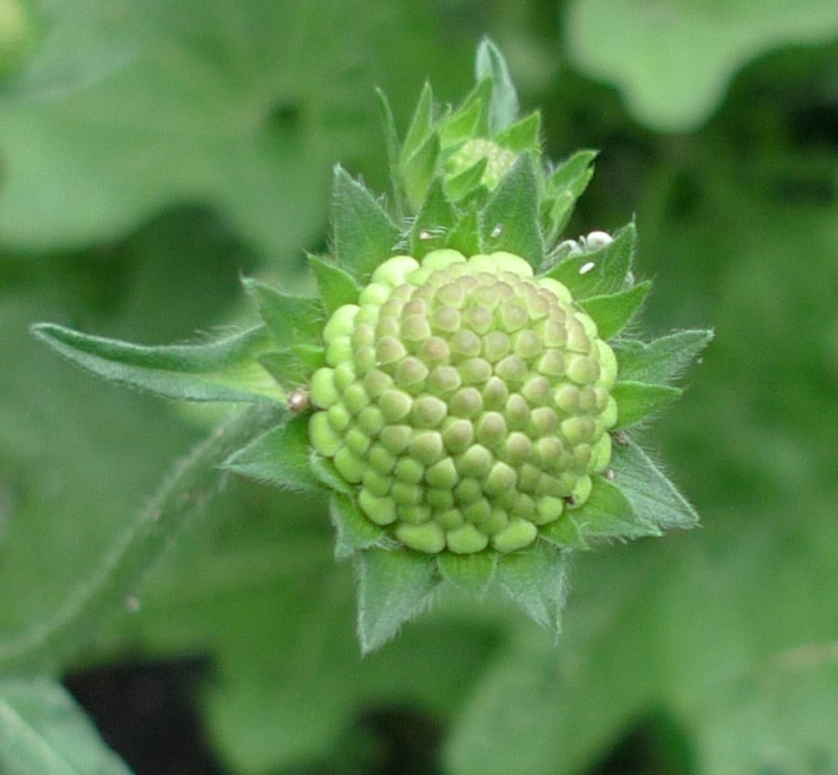 scabious bud