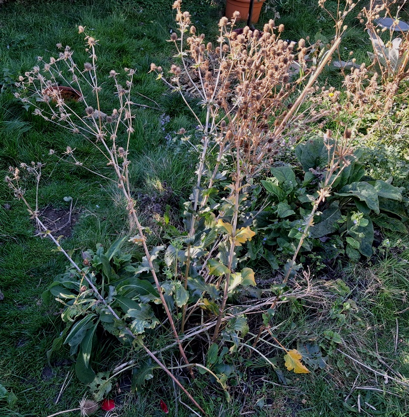 sea holly