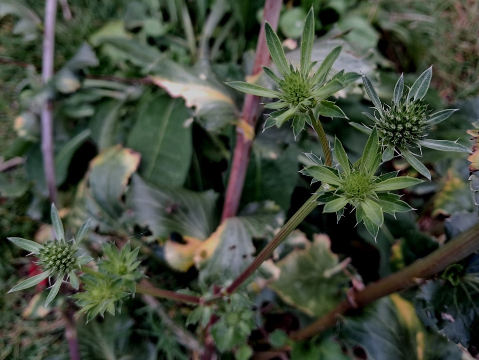 sea holly
