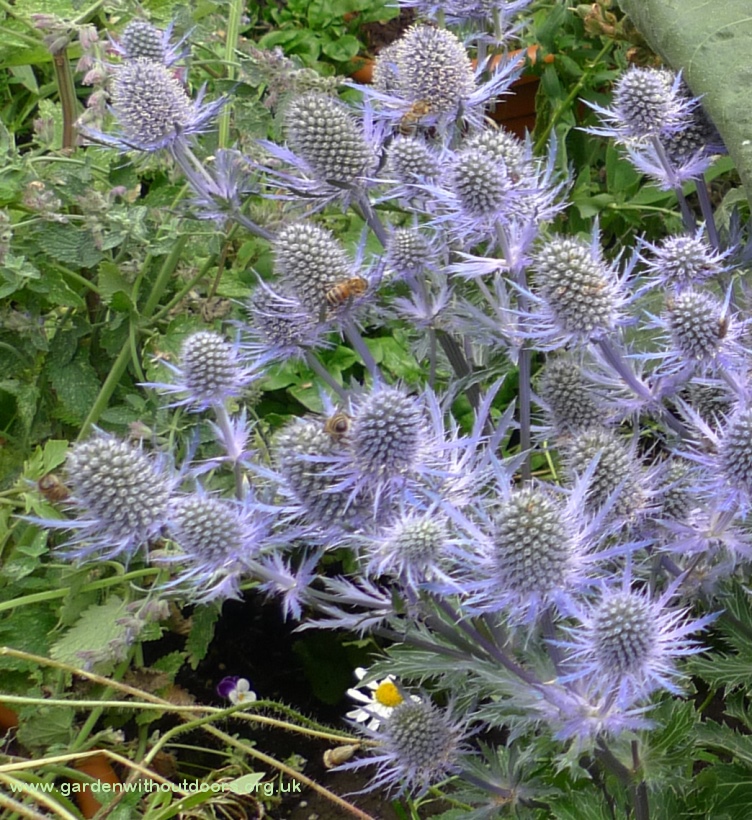 sea holly with bees