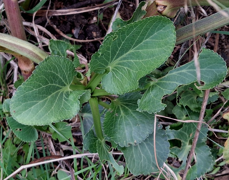 sea holly