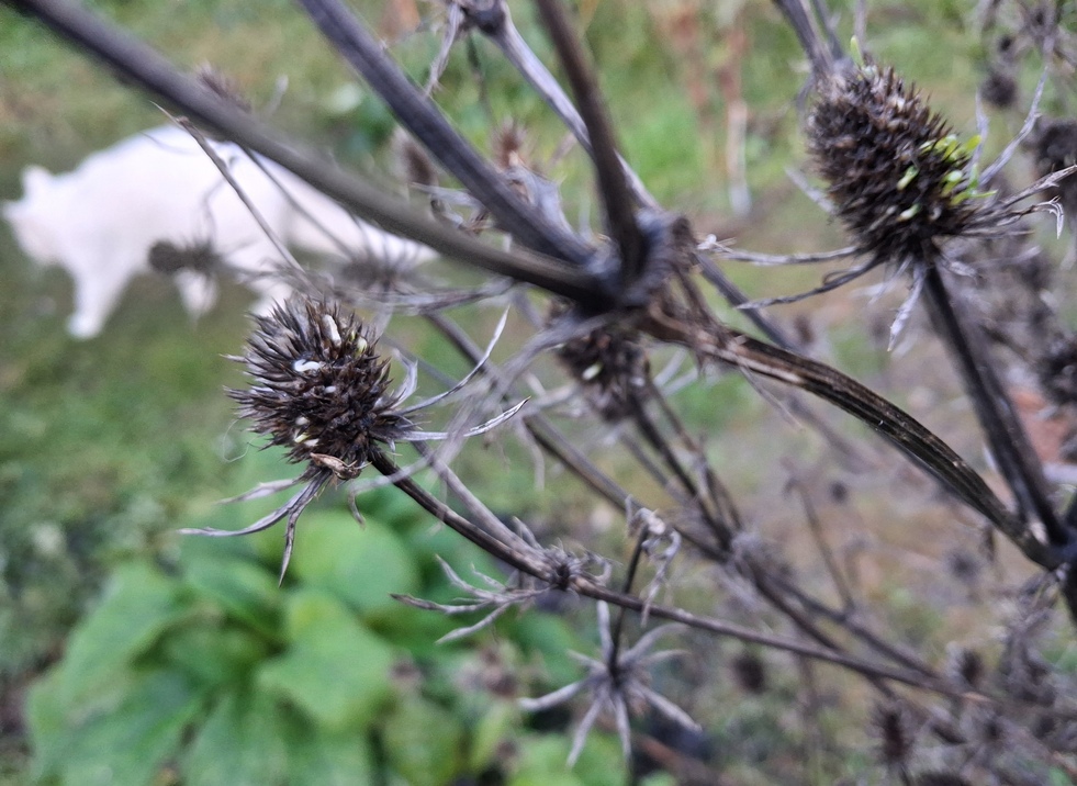 sea holly eryngium planum vivipary precocious germination