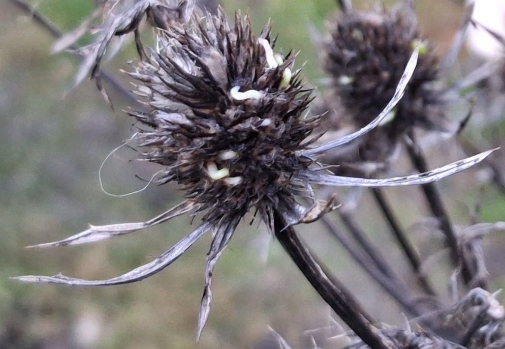 sea holly eryngium planum vivipary precocious germination