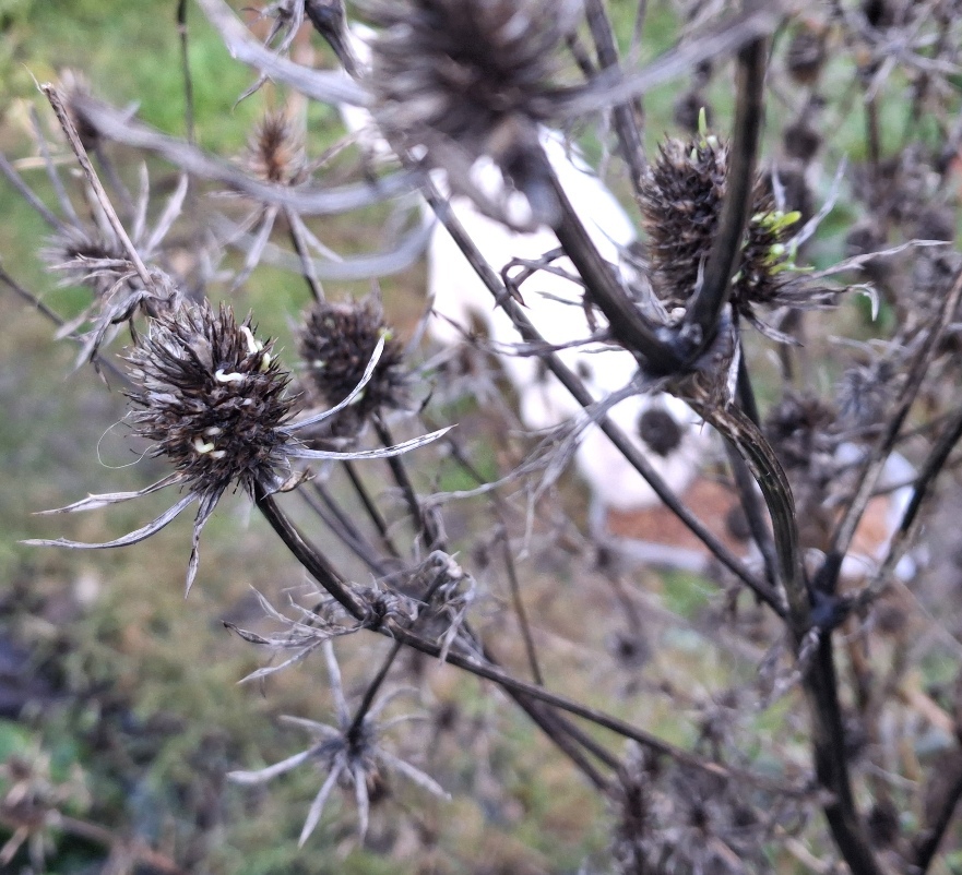 sea holly eryngium planum vivipary precocious germination