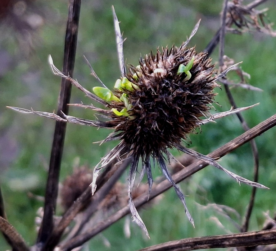 sea holly eryngium planum vivipary precocious germination