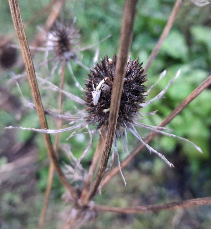 sea holly eryngium planum vivipary precocious germination