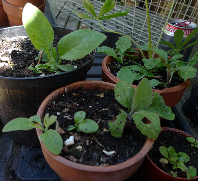 green alkanet seedlings