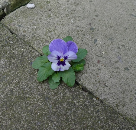self-seeded pansy