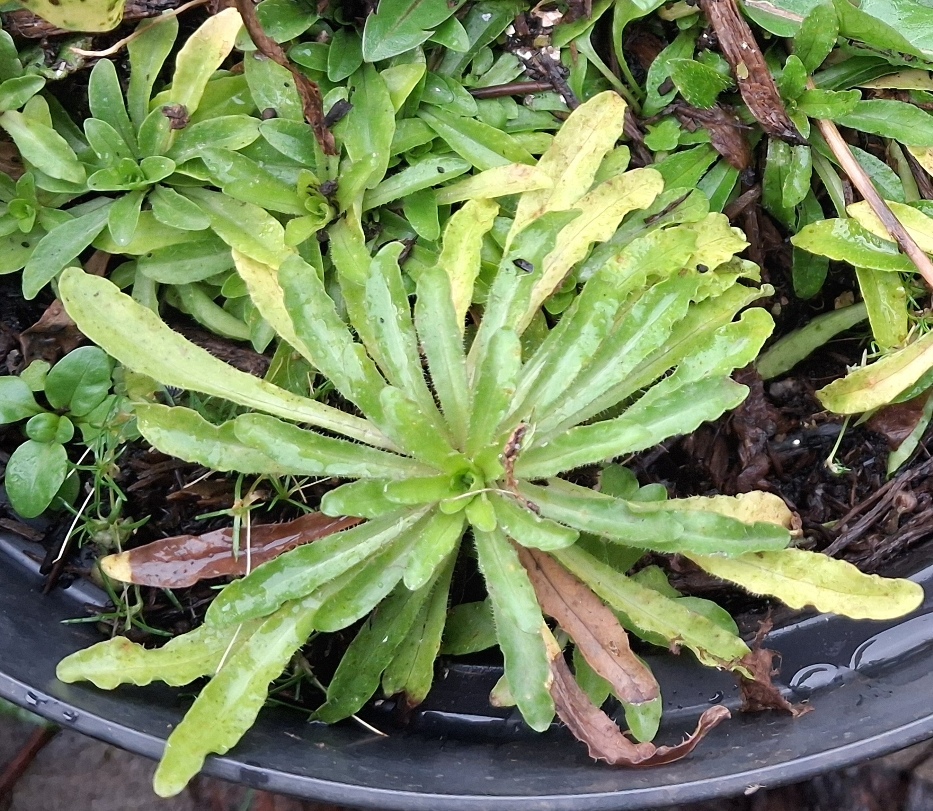 sheepsbit jasione montana