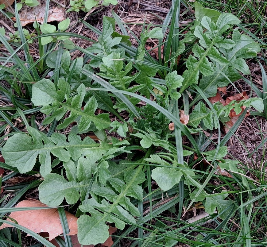 shepherds purse