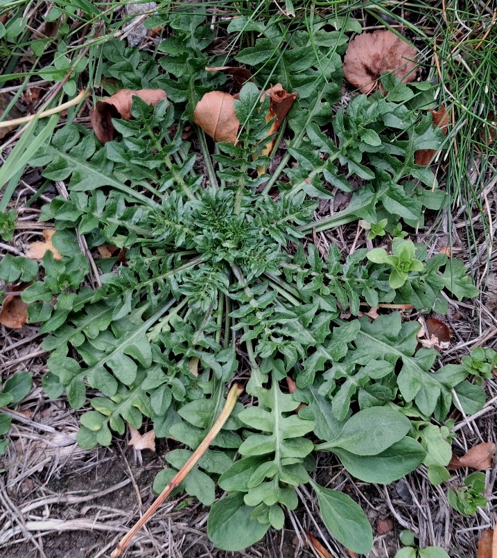 shepherds purse