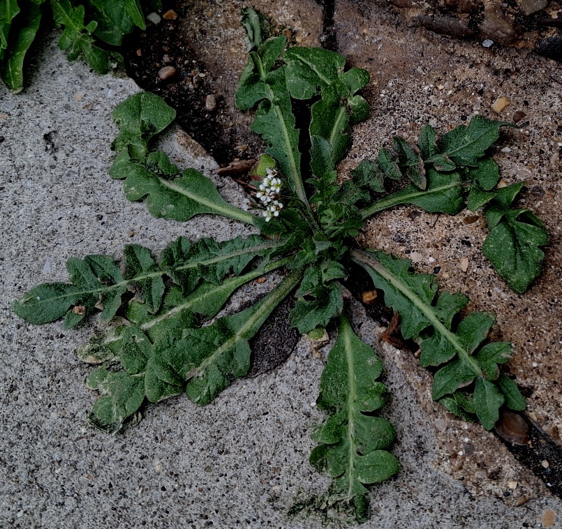 shepherds purse