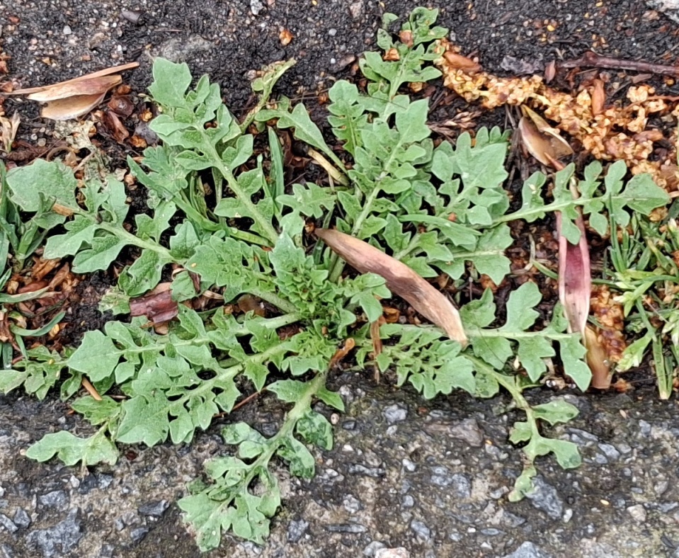 shepherd's purse (Capsella bursa-pastoris) rosette