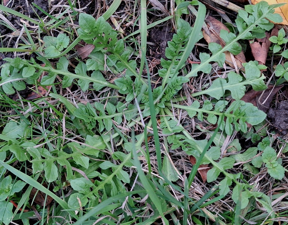 shepherds purse capsella bursa-pastoris rosette