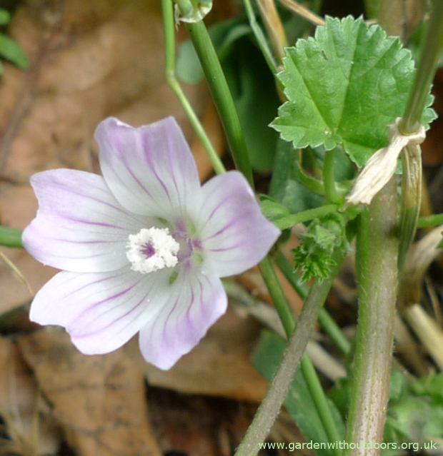 small-flowered mallow