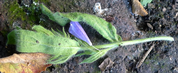 echium blue bedder self-seeded