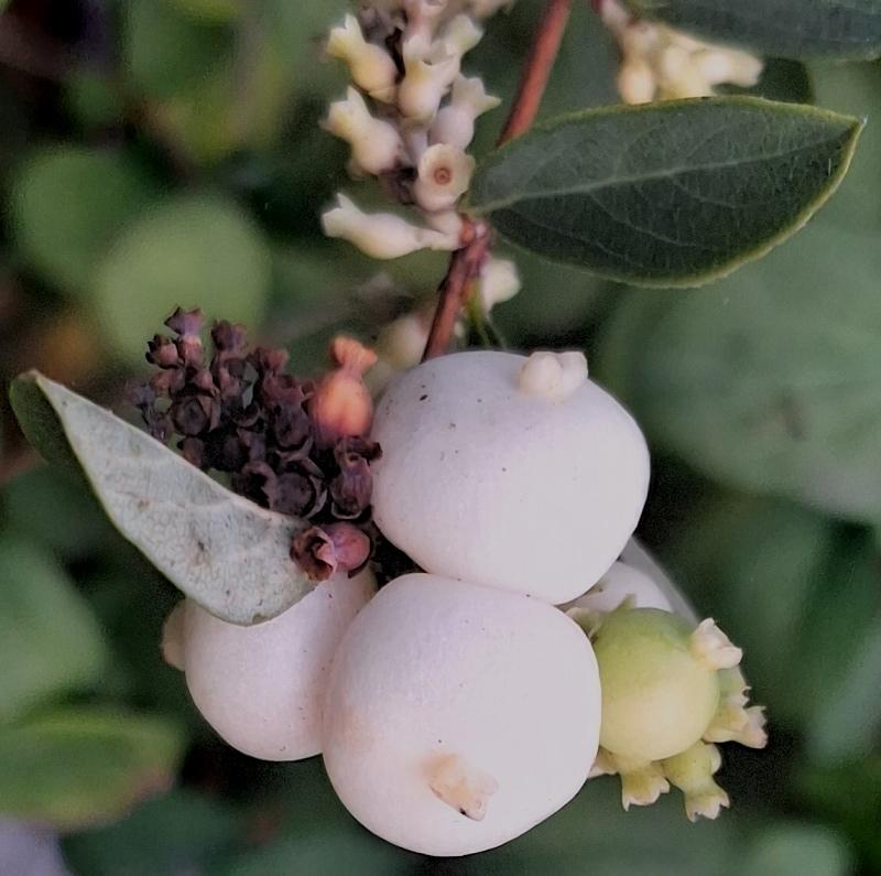 snowberry Symphoricarpos albus