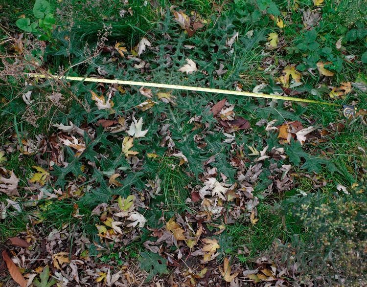 large spear thistle rosette cirsium vulgare