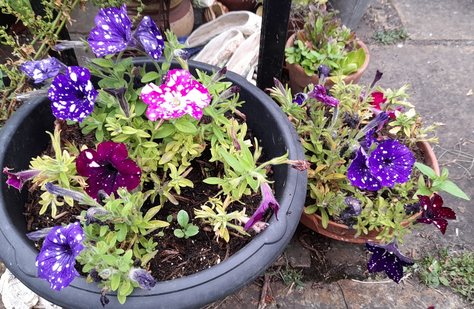 j parkers speckled petunias