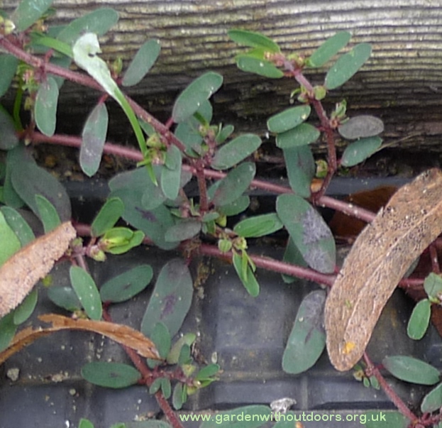 spotted spurge euphorbia maculata