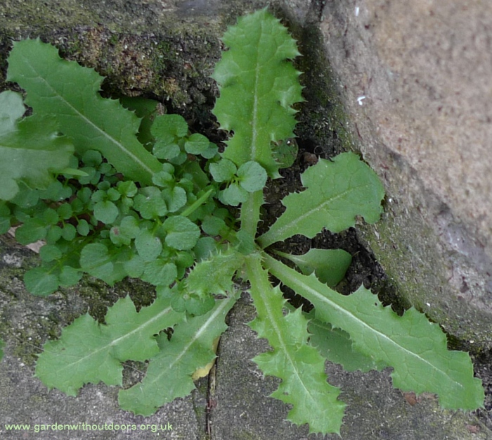 prickly sow thistle
