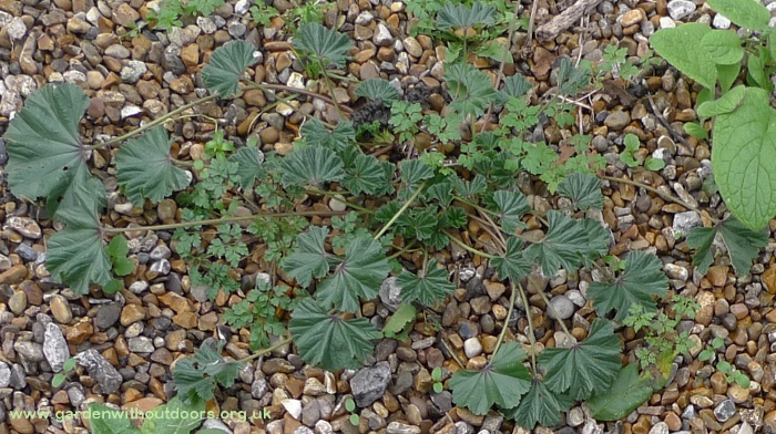 mallow initial rosette