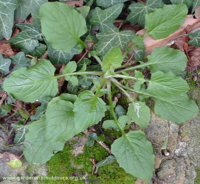 nipplewort rosette