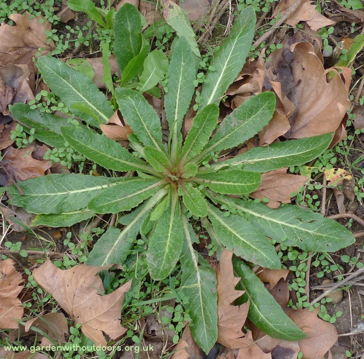 bristly ox-tongue rosette