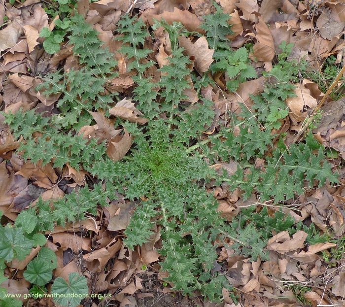 thistle rosette