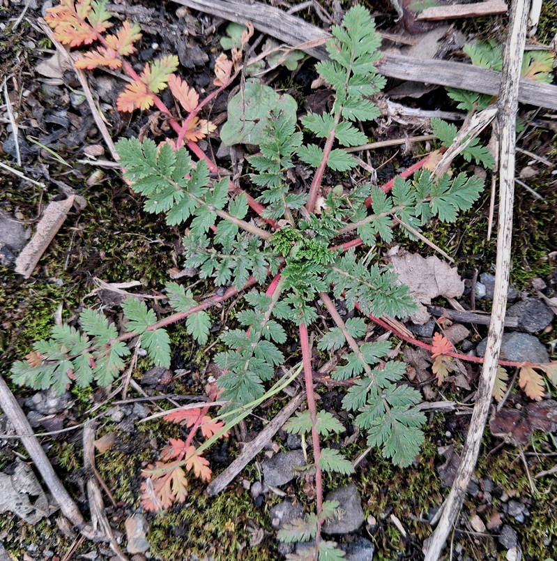 storksbill erodium cicutarium