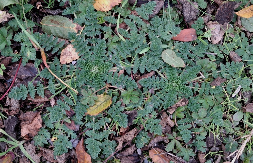 storksbill erodium cicutarium 
