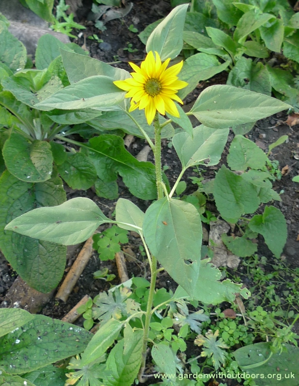 sunflower from birdseed