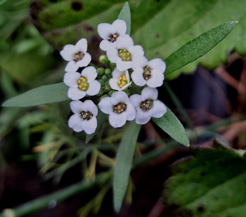 sweet alyssum lobularia maritima