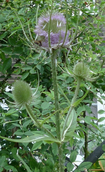 teasel flower with bee