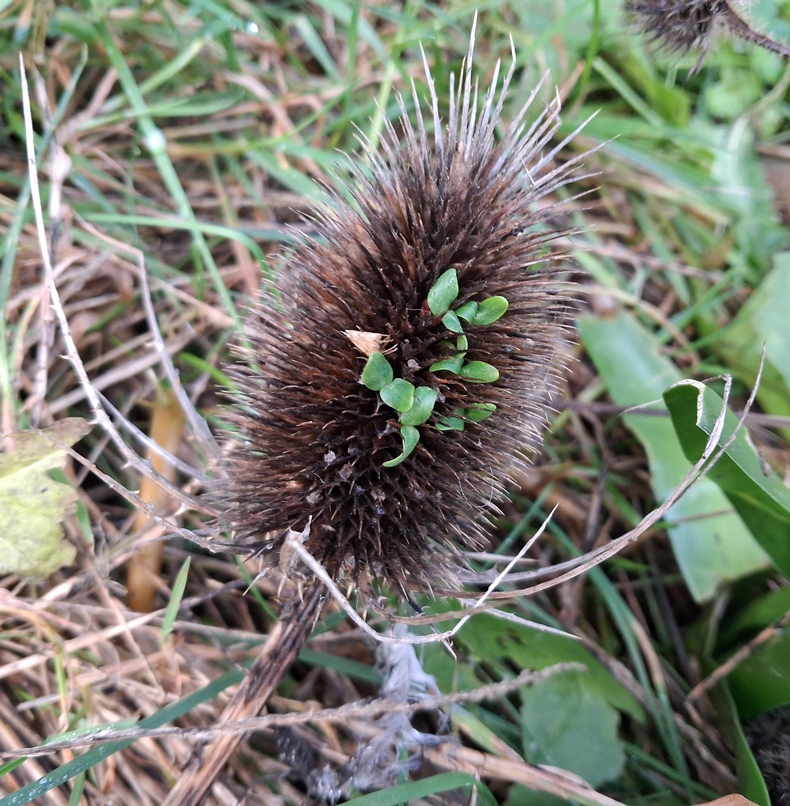 teasel vivipary