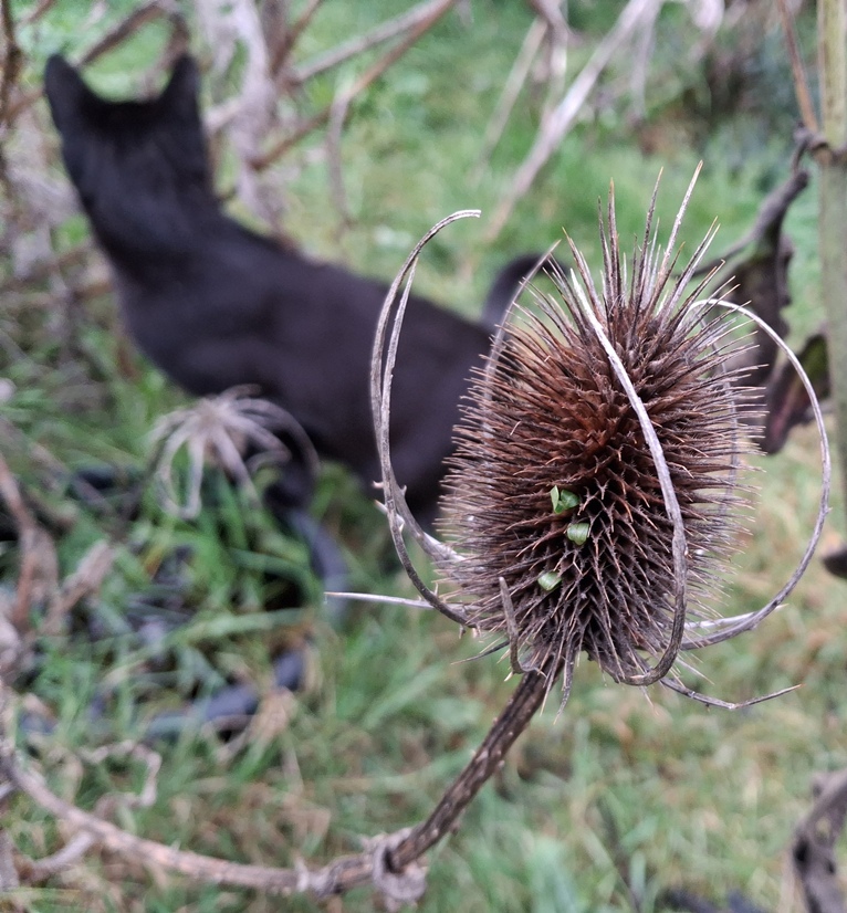 teasel vivipary