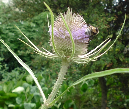 teasel with bee